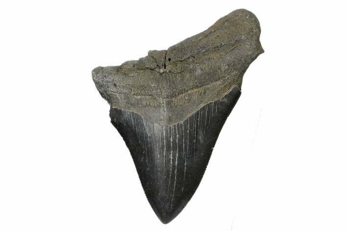 Bargain, Fossil Megalodon Tooth - Serrated Blade #170353